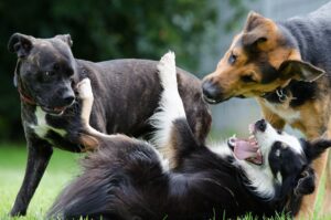 Read more about the article Warum ist mein Hund so aggressiv gegenüber anderen Hunden?