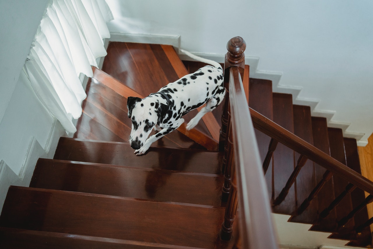 Read more about the article Wie bekomme ich meinen Hund die Treppe runter?