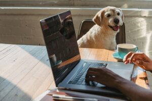 Read more about the article Welche Hunde eignen sich für Berufstätige