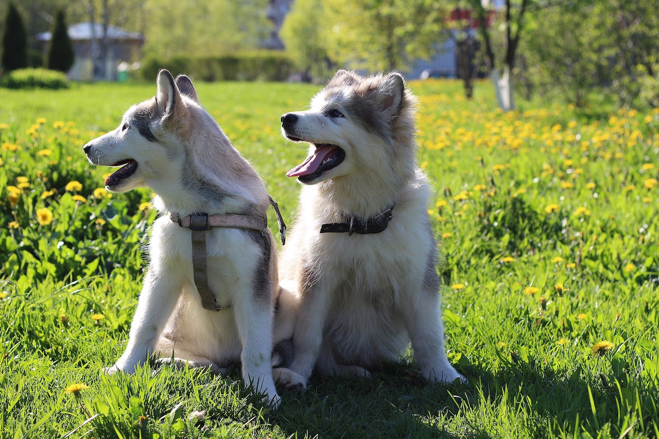 Read more about the article Wie teuer ist ein Schlittenhund?