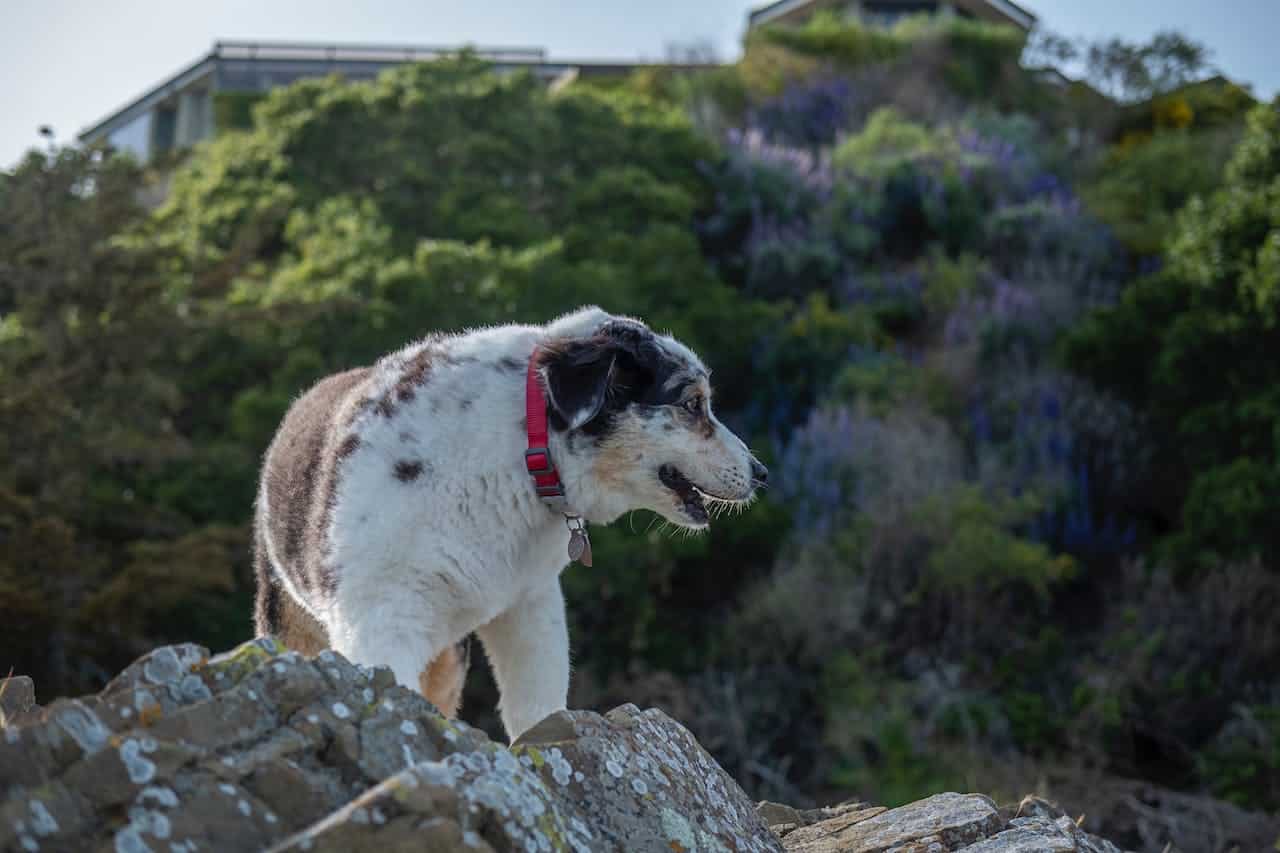 Hund will im Regen nicht raus? spielenderhund.de