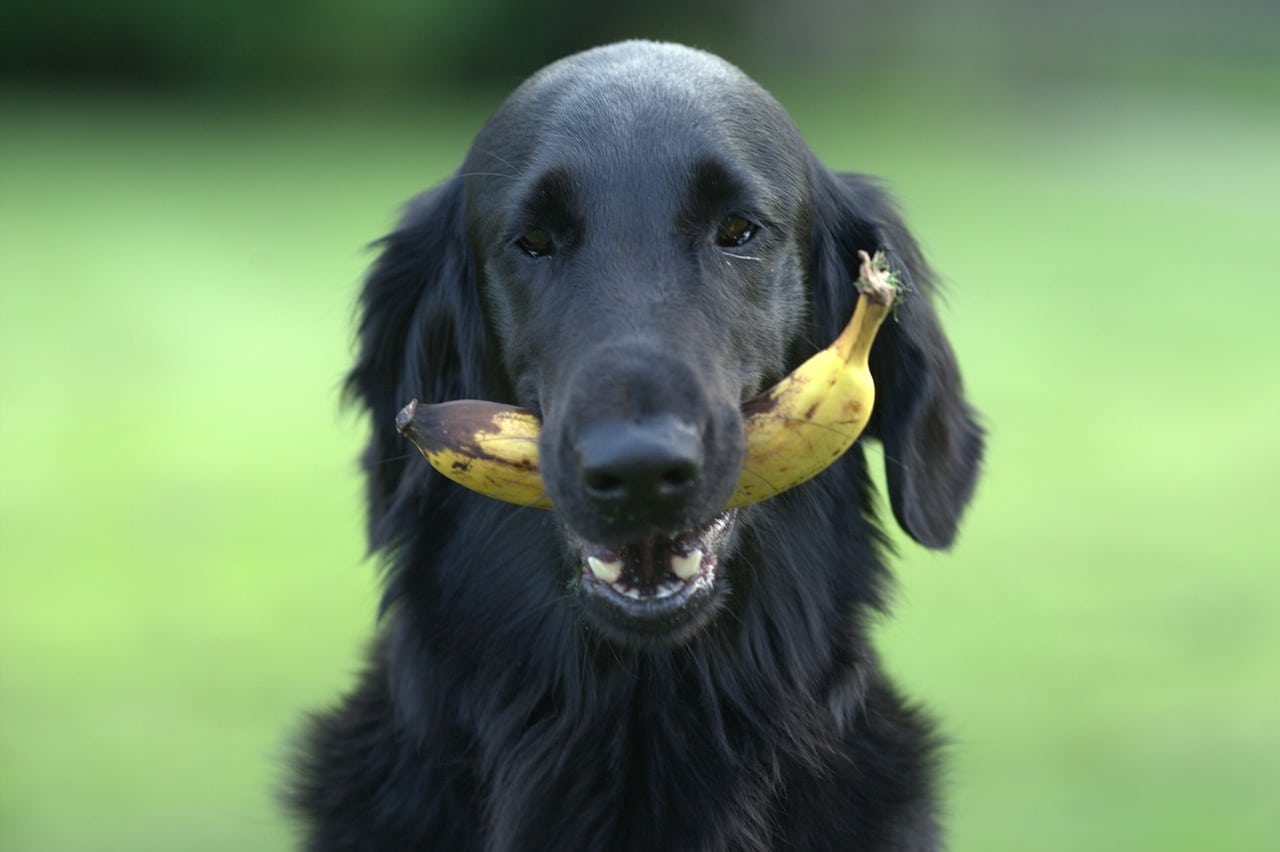 Read more about the article Kann ich meinen Hund vegetarisch ernähren?