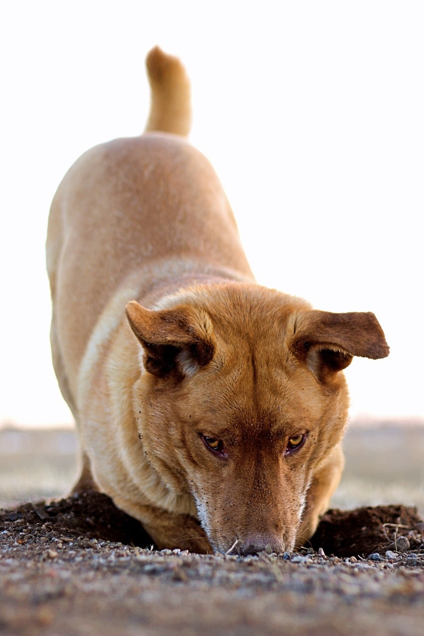 You are currently viewing Wie gewöhne ich meinem Hund das Buddeln ab?