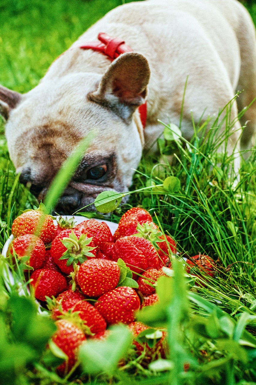 You are currently viewing Dürfen Hunde Erdbeeren essen?